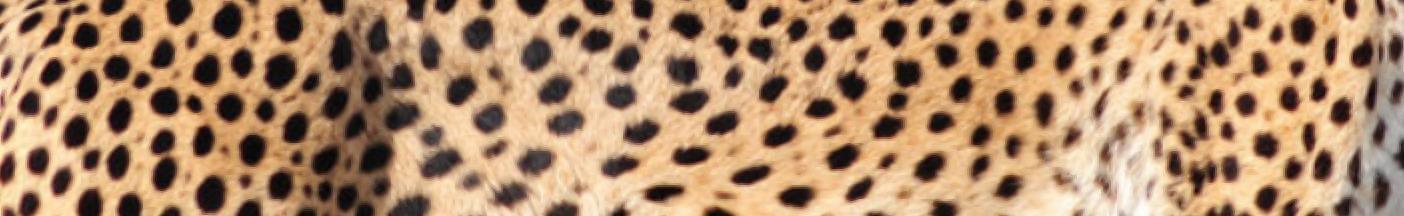 Hommingberger Gepardenforelle